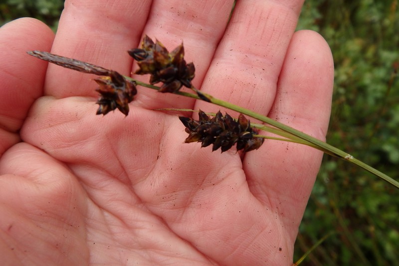 Variegated Sedge photo 2