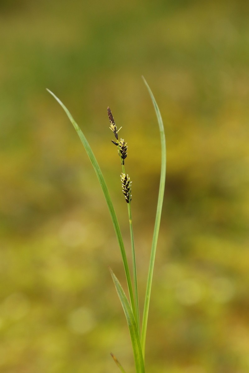 Variegated Sedge photo 3