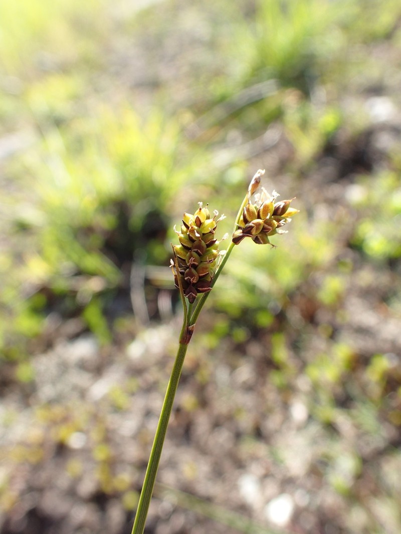 Variegated Sedge photo 4