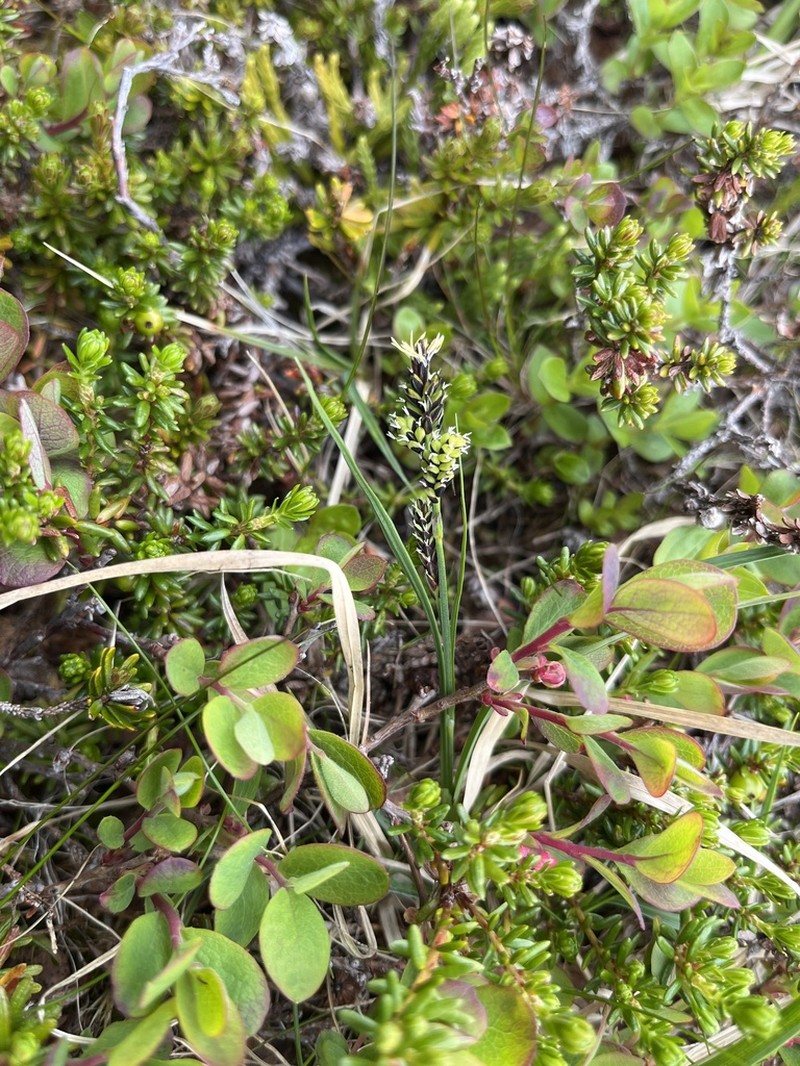 Variegated Sedge photo 5