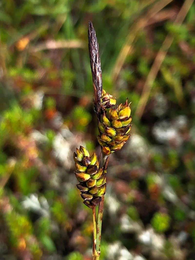 Variegated Sedge photo 6