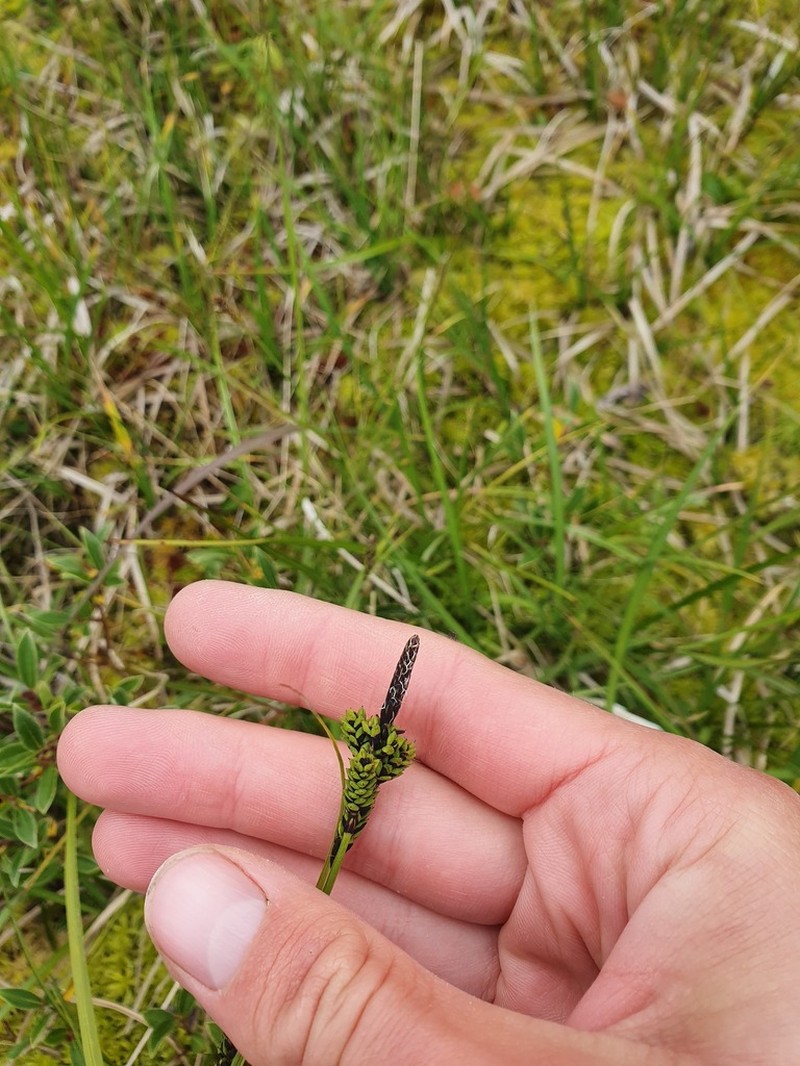 Variegated Sedge photo 7