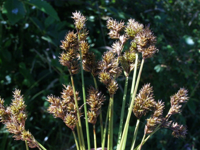 Smallbract Sedge