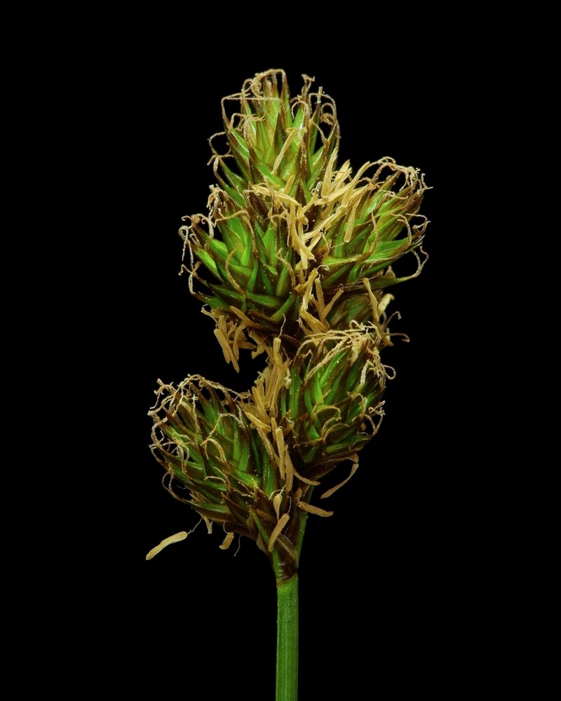 Smallbract Sedge photo 2