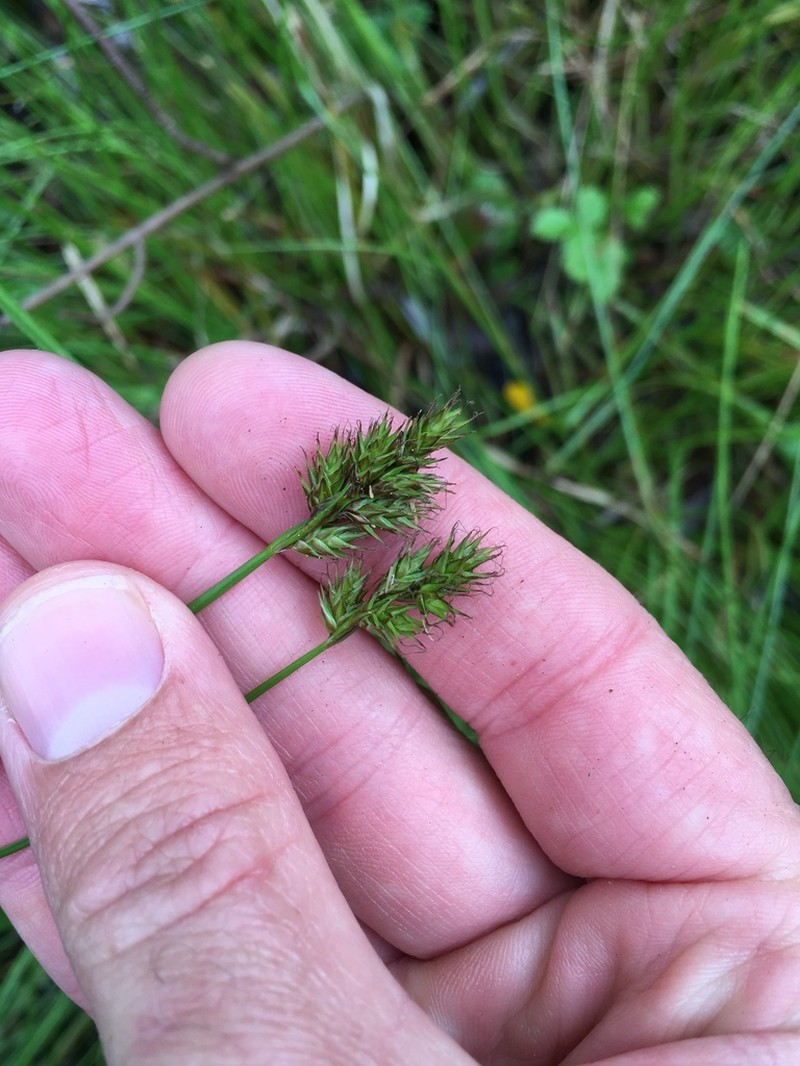 Smallbract Sedge photo 3