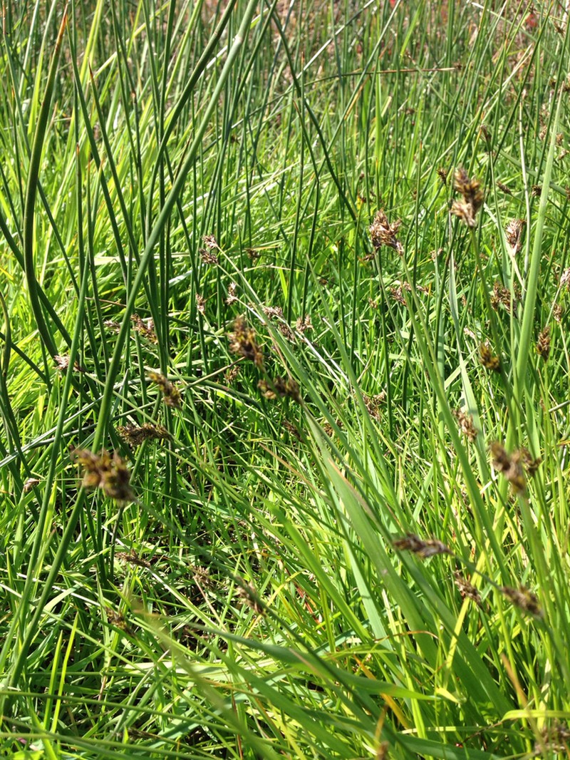 Smallbract Sedge photo 4