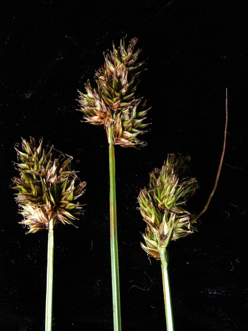 Smallbract Sedge photo 5