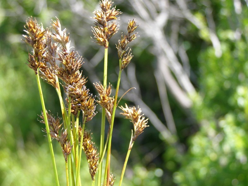 Smallbract Sedge photo 6