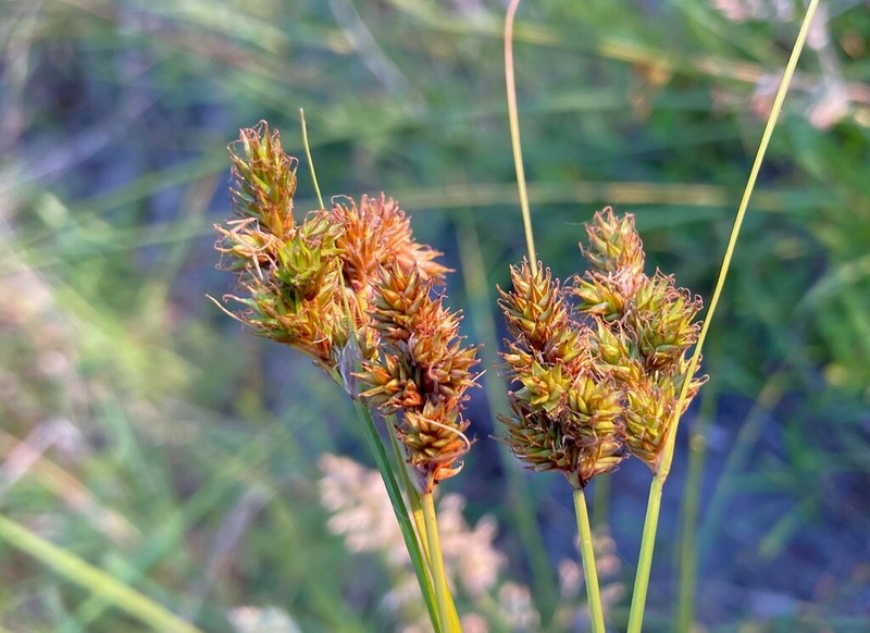 Smallbract Sedge photo 7