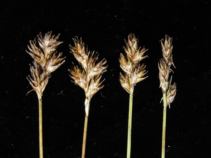 Smallbract Sedge photo 8
