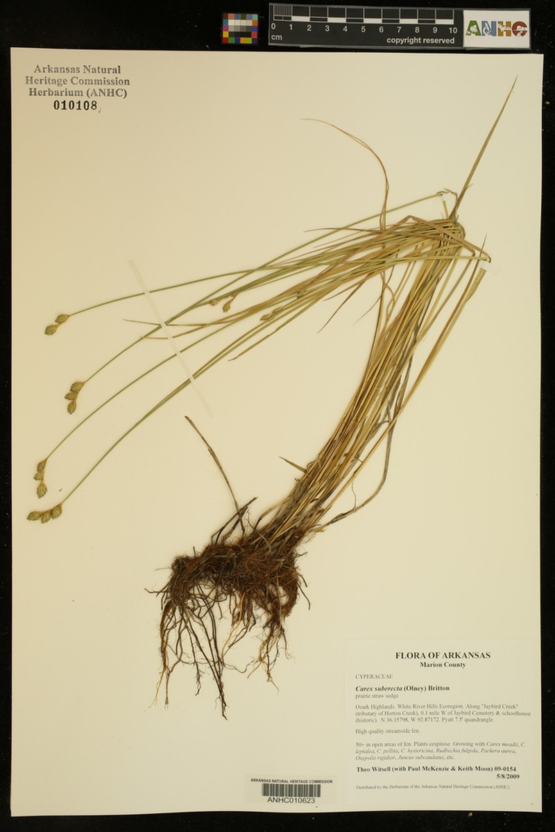 Prairie Straw Sedge