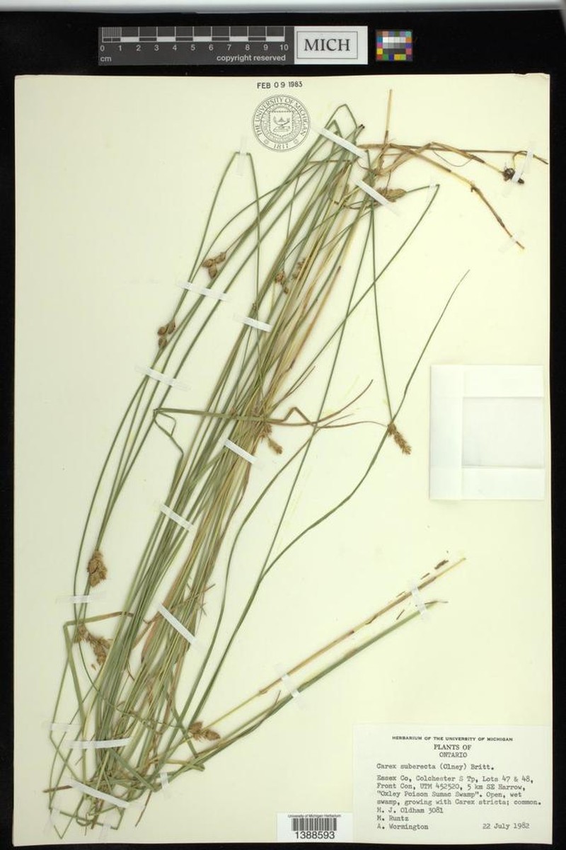 Prairie Straw Sedge photo 2