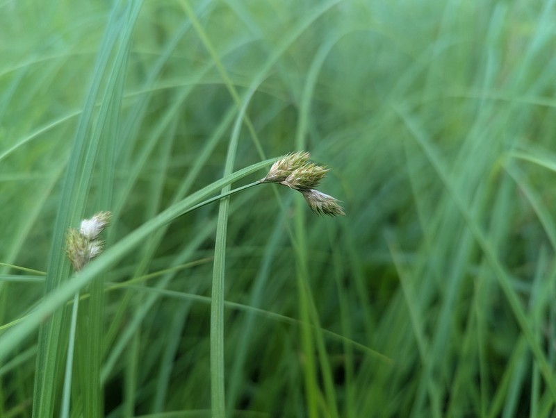 Prairie Straw Sedge photo 3