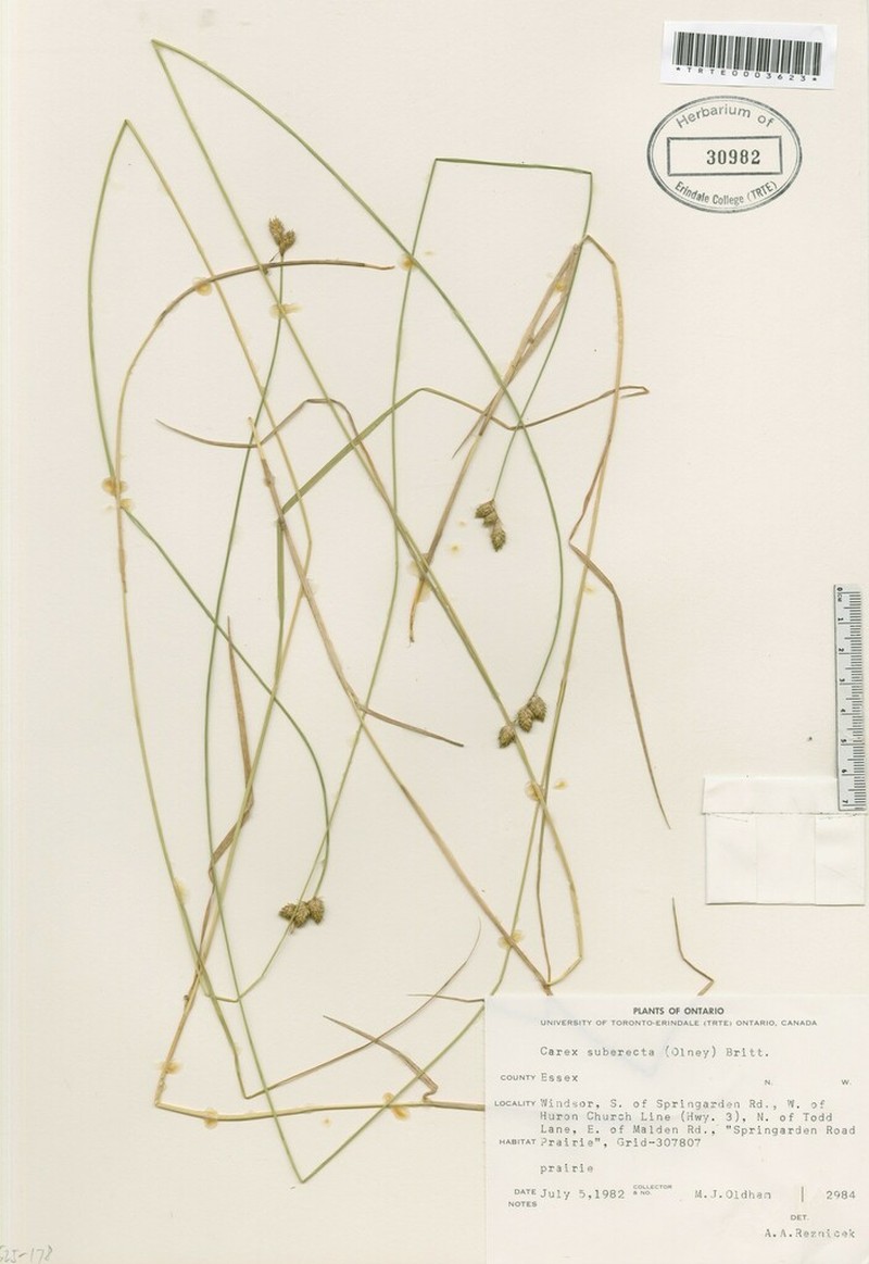 Prairie Straw Sedge photo 4