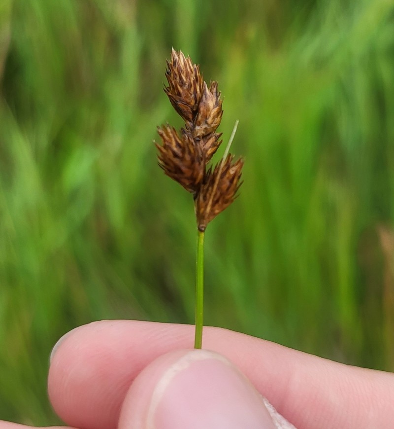Prairie Straw Sedge photo 5