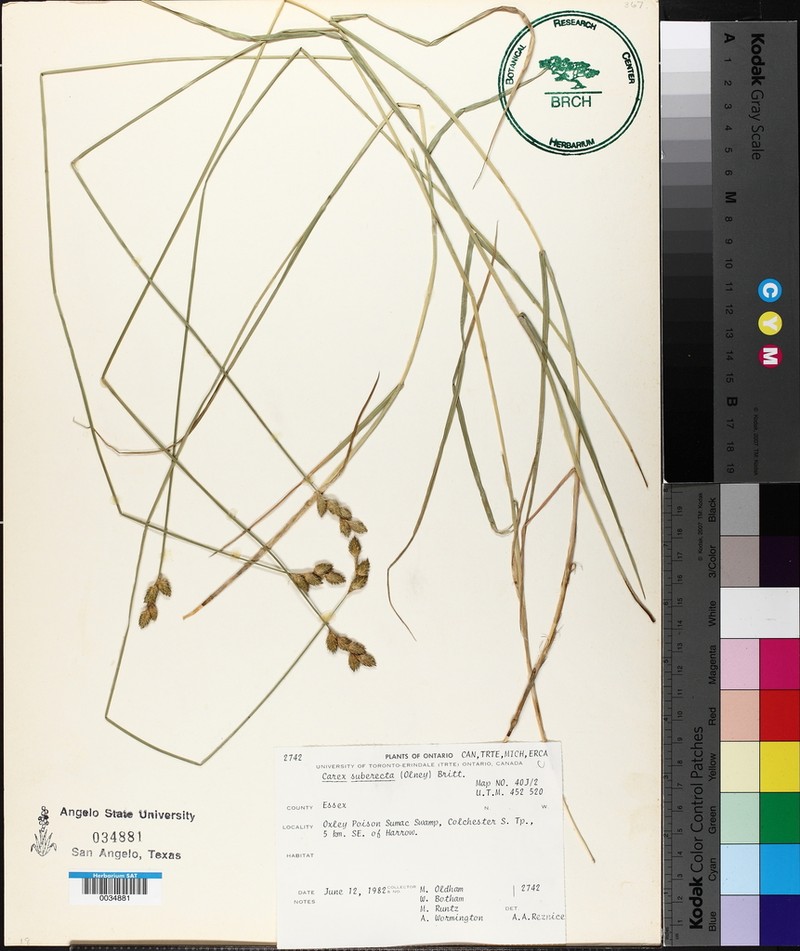Prairie Straw Sedge photo 6