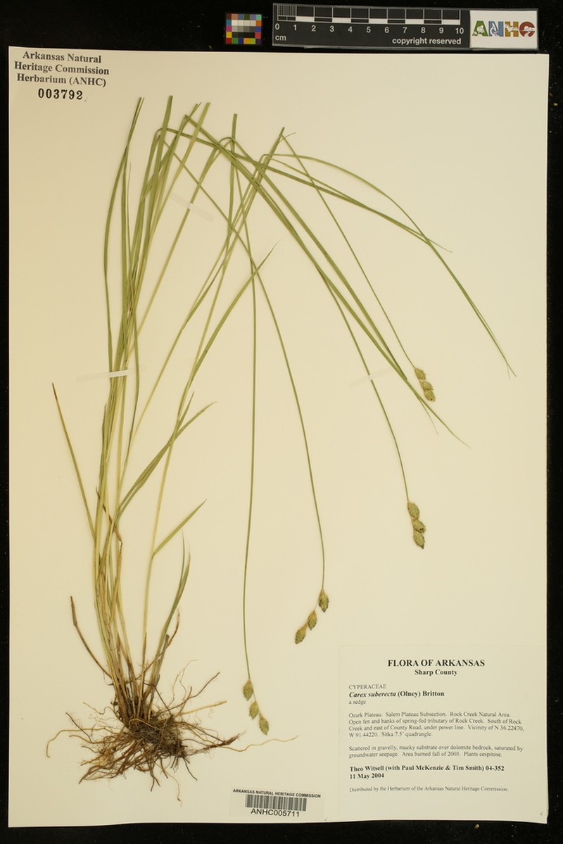 Prairie Straw Sedge photo 7