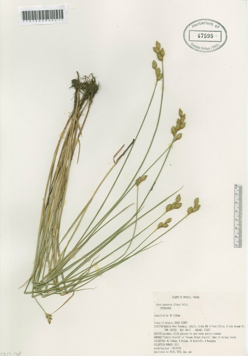 Prairie Straw Sedge photo 8