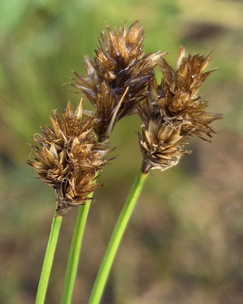 Brown Sedge photo 3
