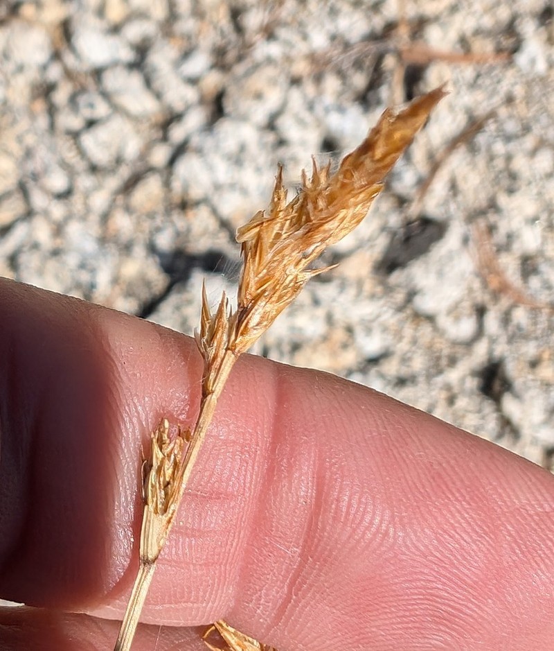 Brown Sedge photo 5