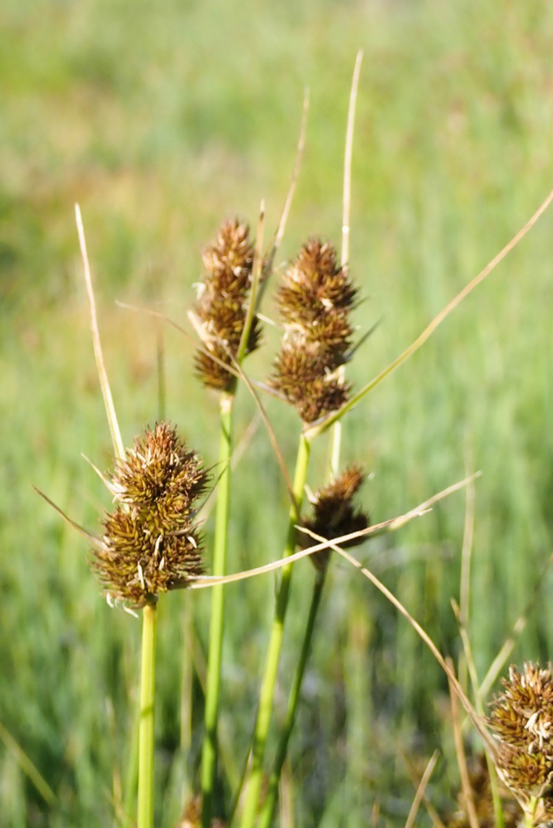 Brown Sedge photo 7