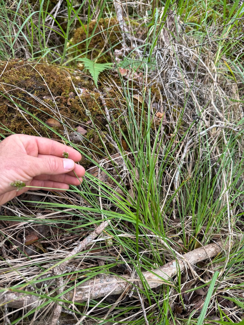 Brown Sedge photo 8