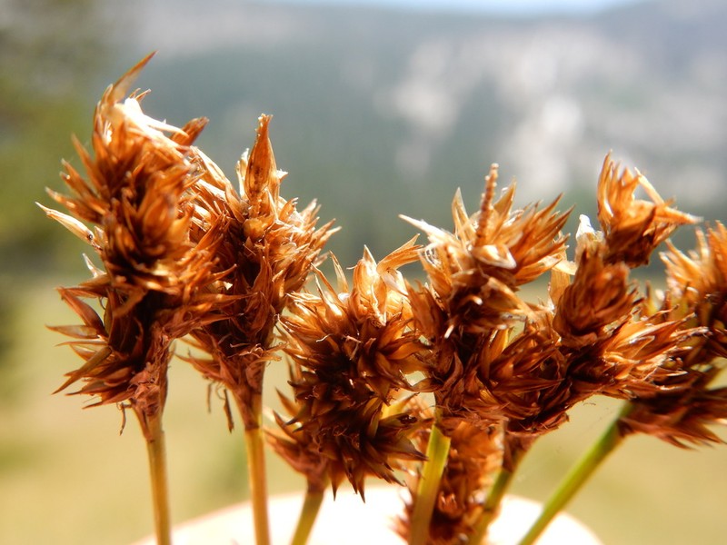 Sierra Slender Sedge