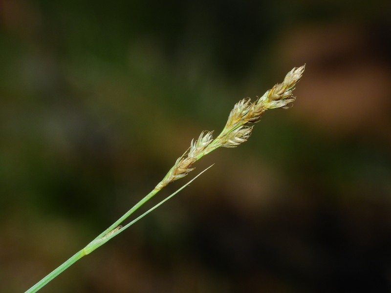 Sierra Slender Sedge photo 2