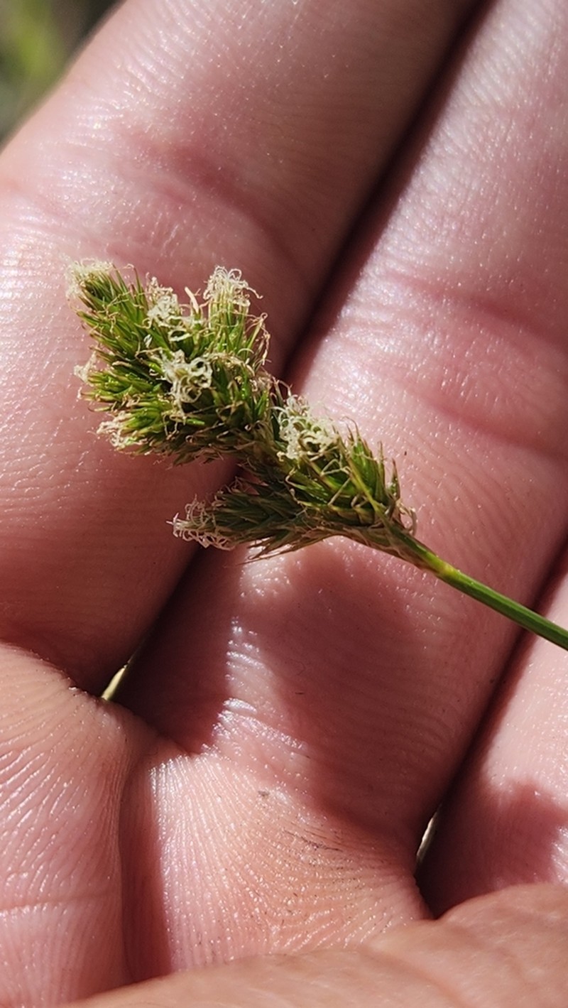 Sierra Slender Sedge photo 4