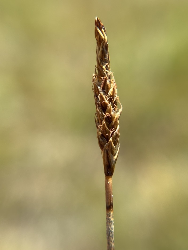 Nearlyblack Sedge