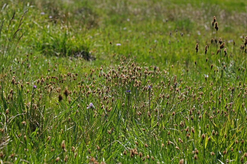 Nearlyblack Sedge photo 2
