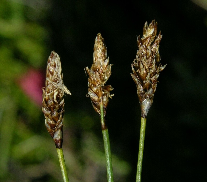 Nearlyblack Sedge photo 3