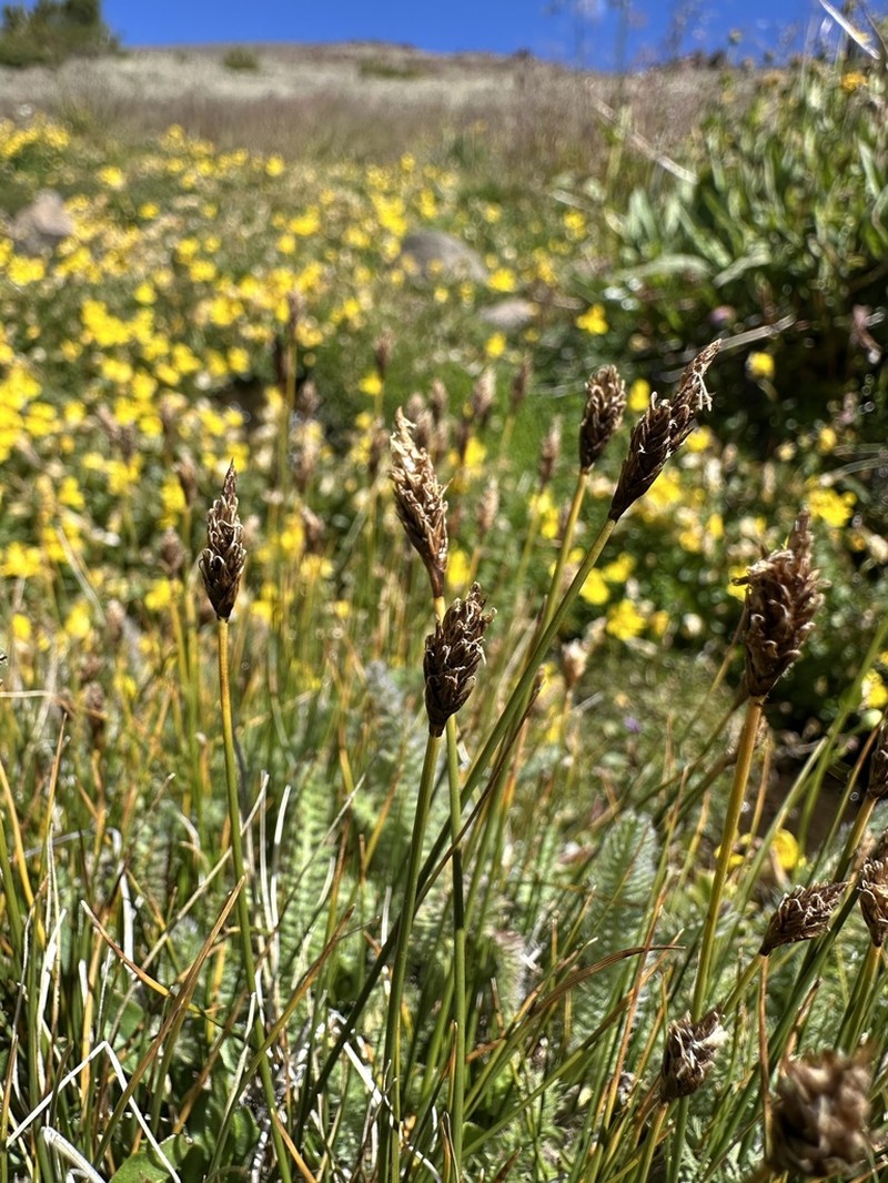 Nearlyblack Sedge photo 4