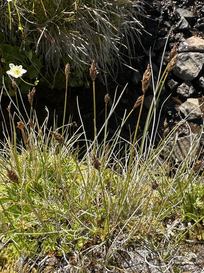 Nearlyblack Sedge photo 5