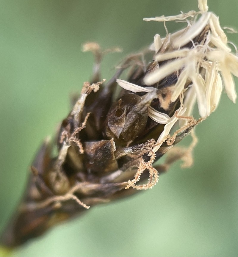 Nearlyblack Sedge photo 6