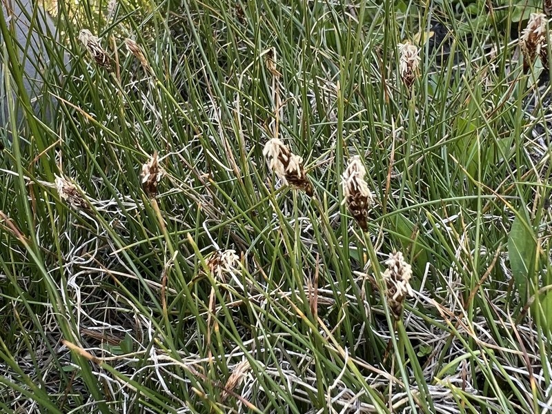 Nearlyblack Sedge photo 7