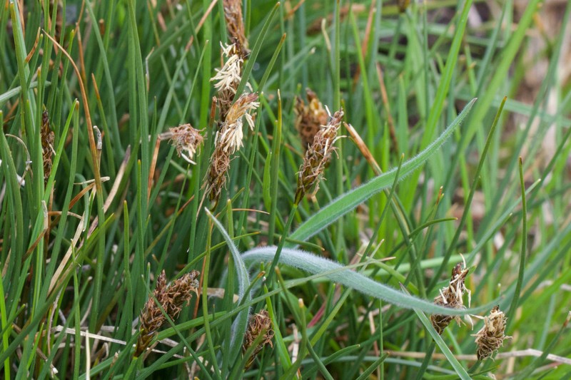 Nearlyblack Sedge photo 8