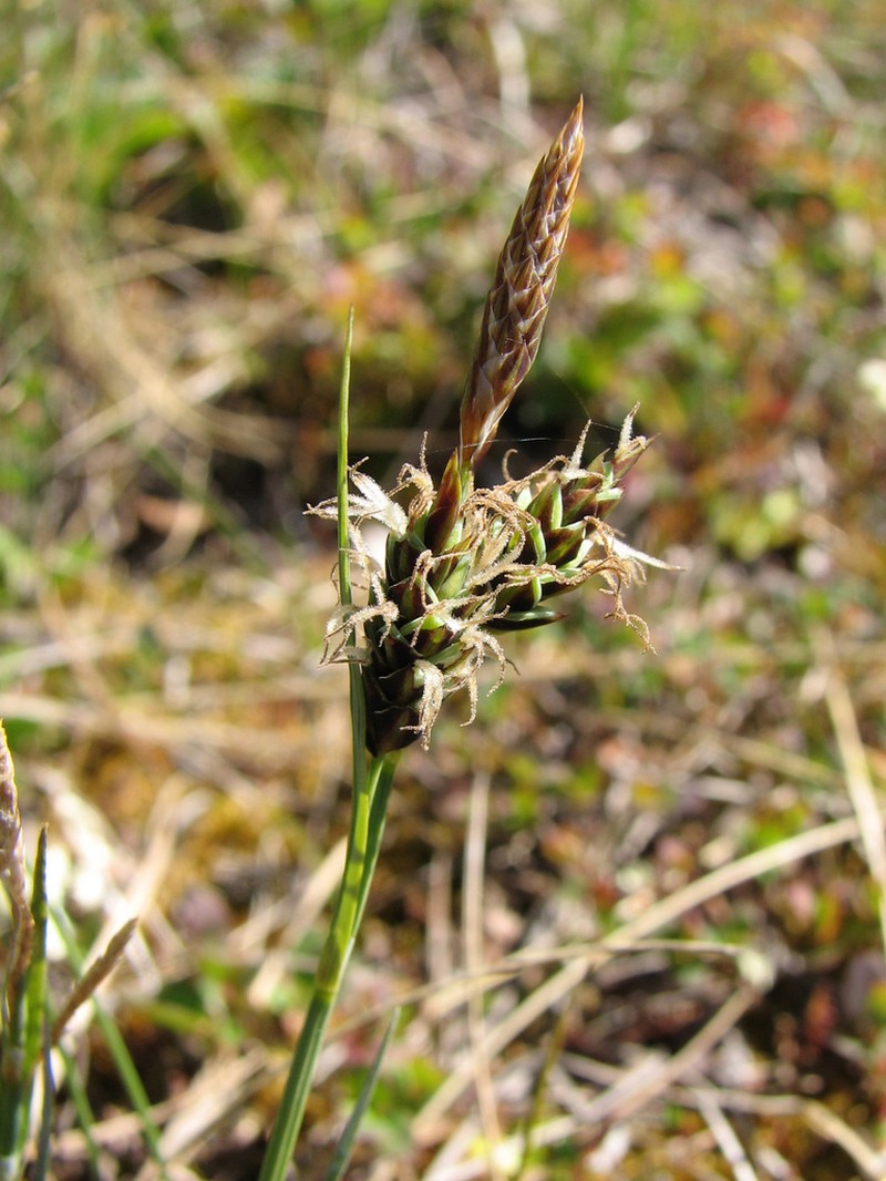 Hoppner's Sedge