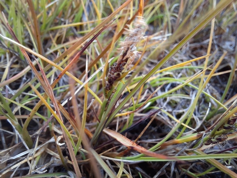Hoppner's Sedge photo 2
