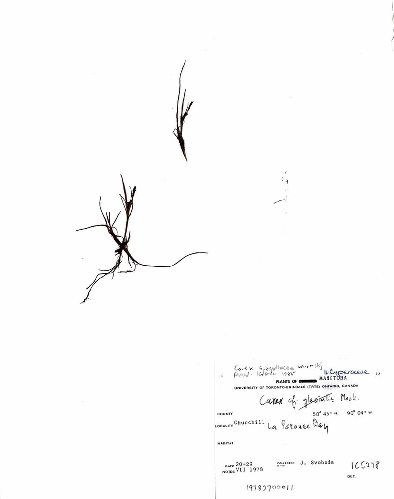 Hoppner's Sedge photo 4