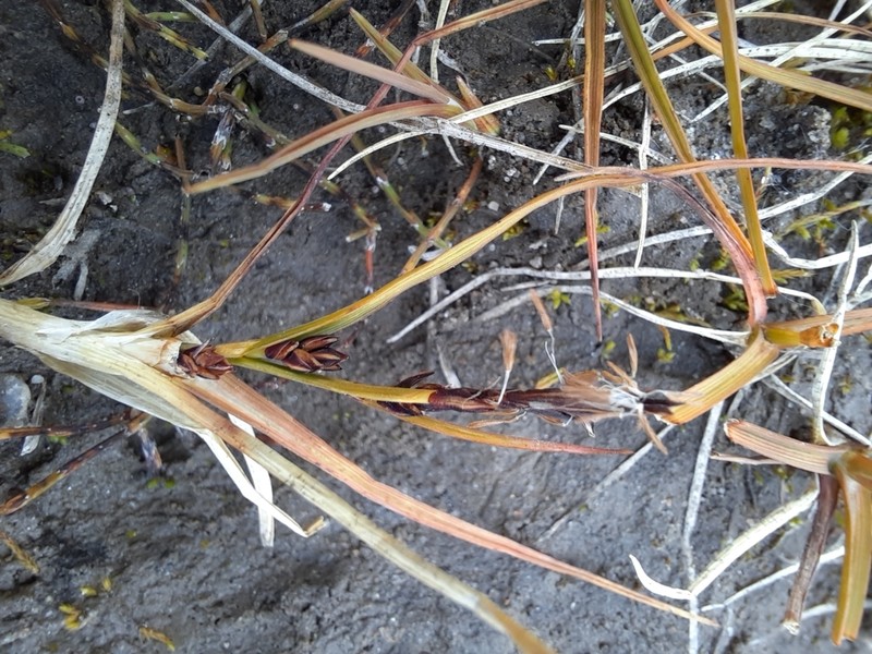 Hoppner's Sedge photo 5