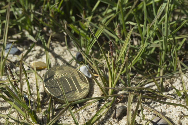 Hoppner's Sedge photo 6