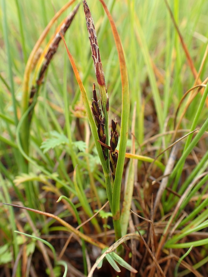 Hoppner's Sedge photo 7