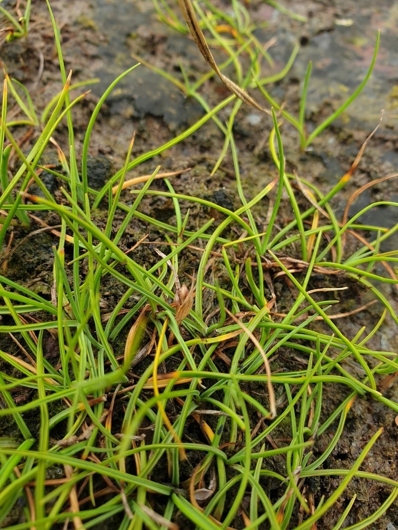 Hoppner's Sedge photo 8