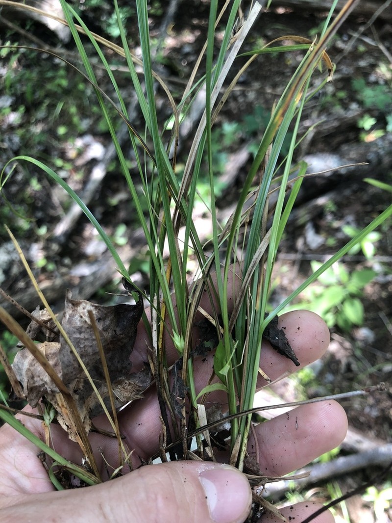Willdenow's Sedge