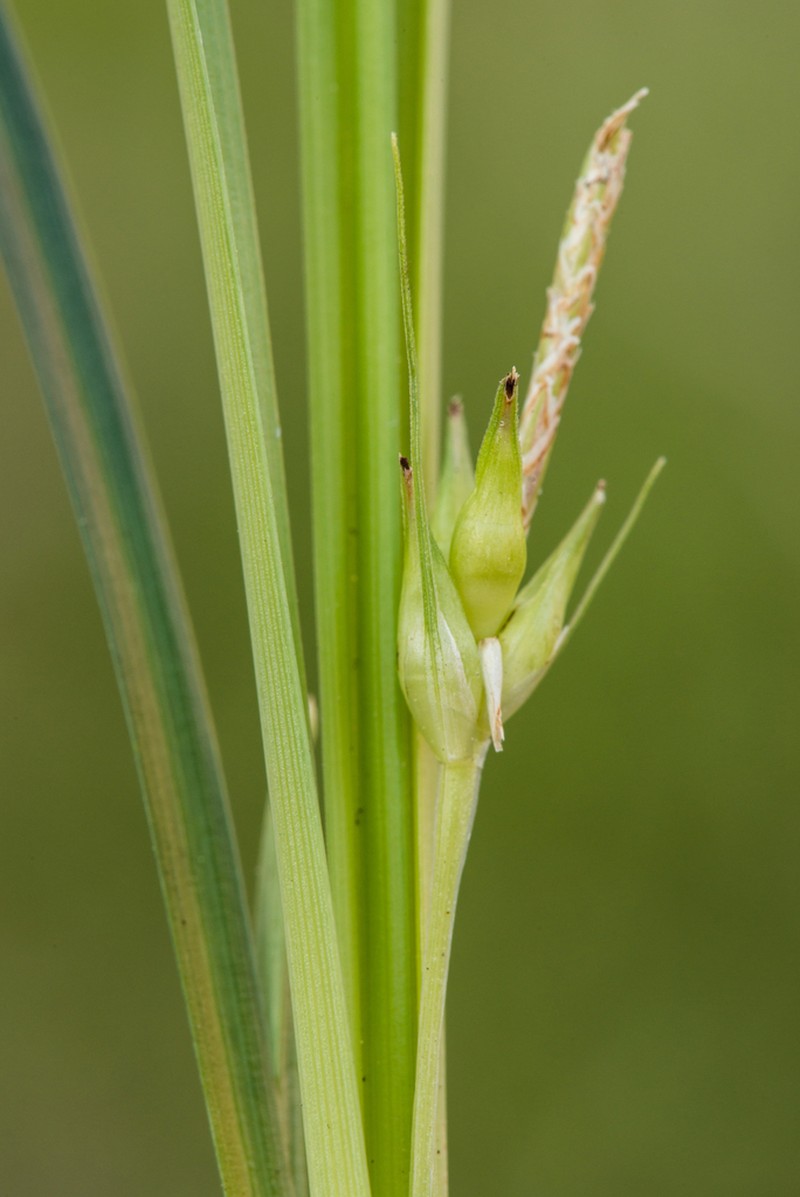 Willdenow's Sedge photo 2