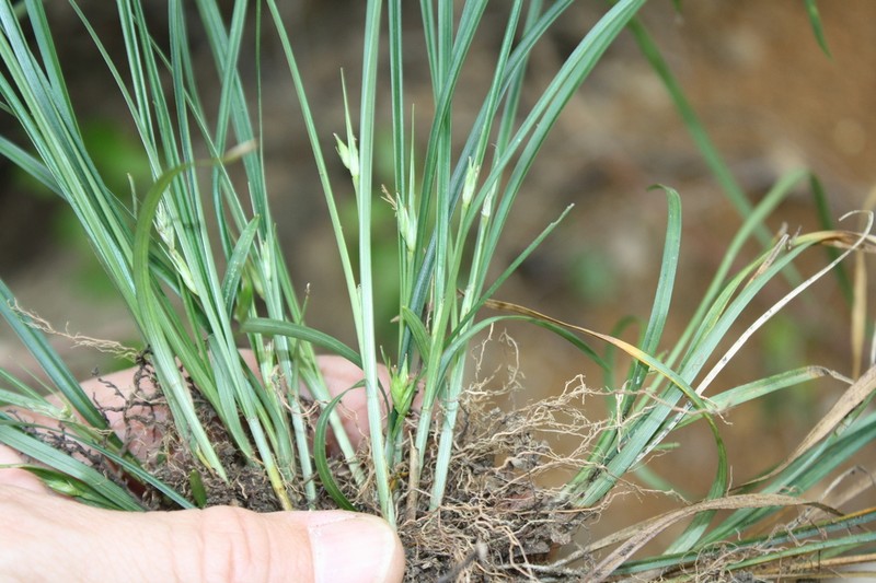 Willdenow's Sedge photo 3