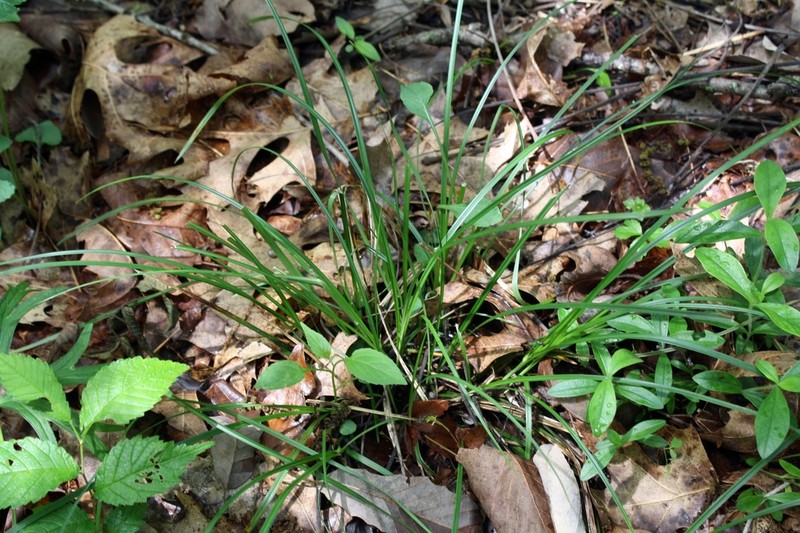 Willdenow's Sedge photo 4