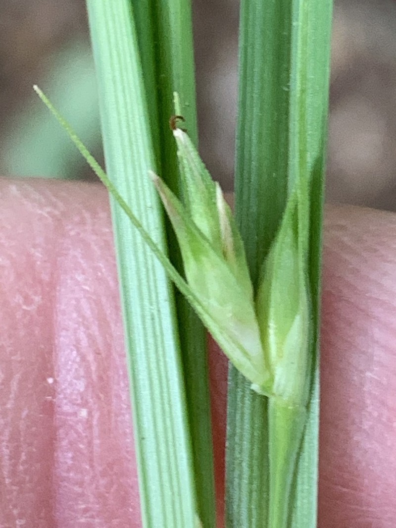 Willdenow's Sedge photo 5