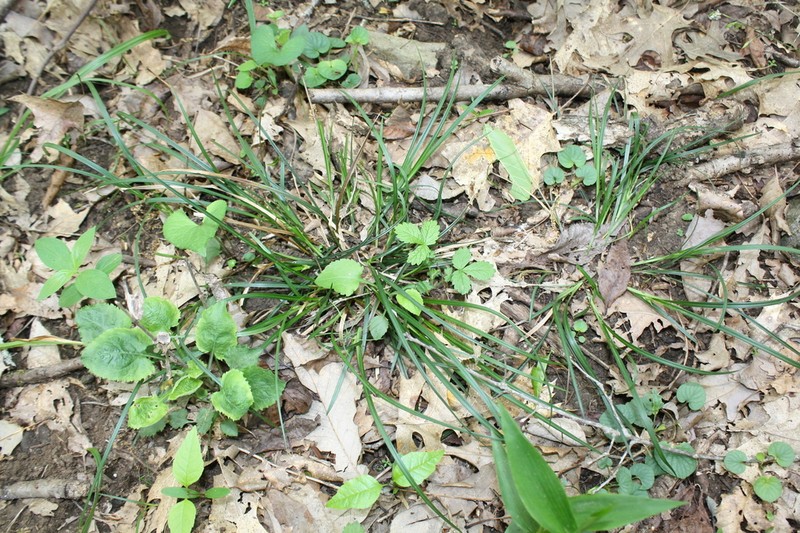 Willdenow's Sedge photo 6